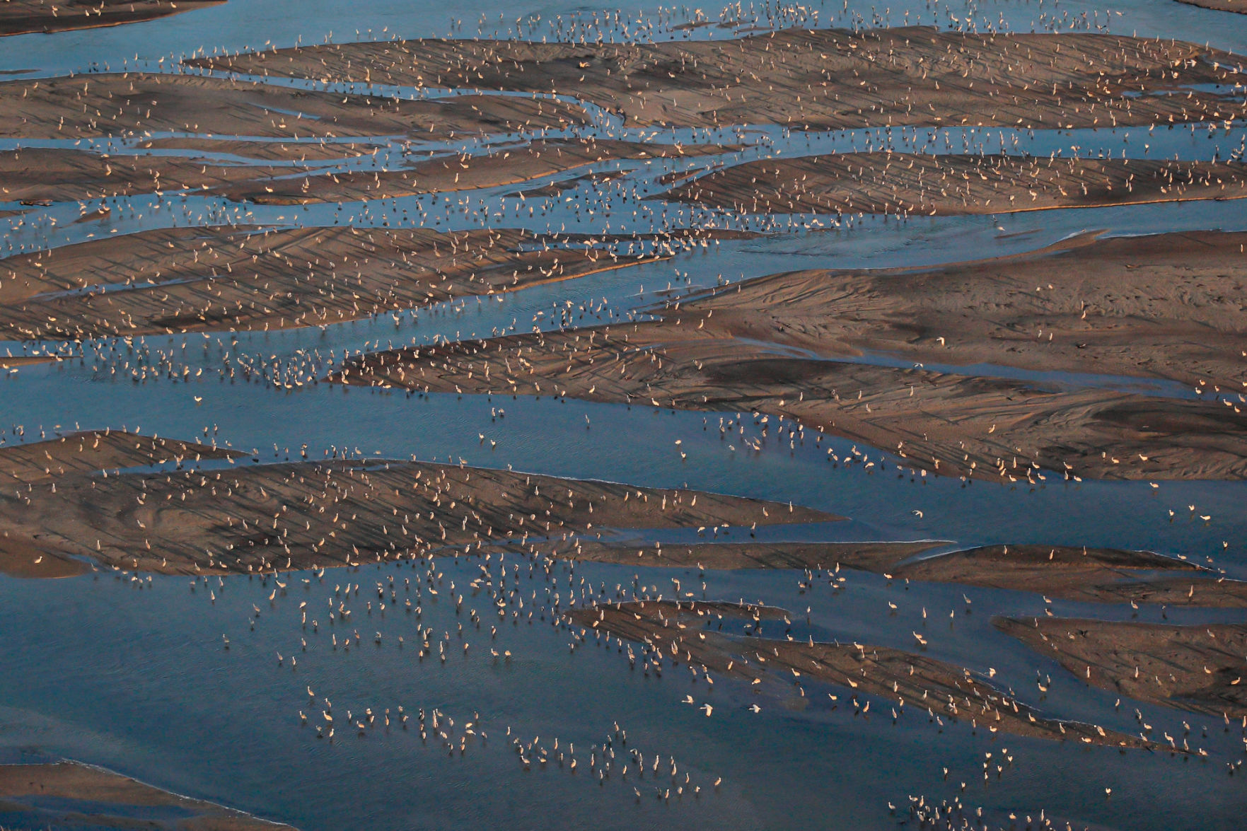 Sandhill cranes